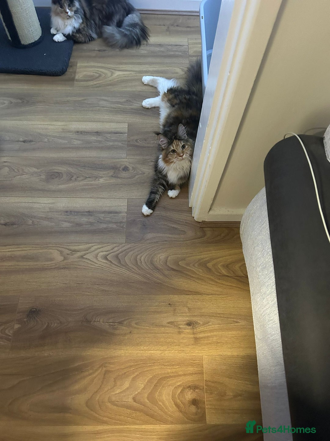 Maine Coon cats for sale: Mainecoon female - Advert 8