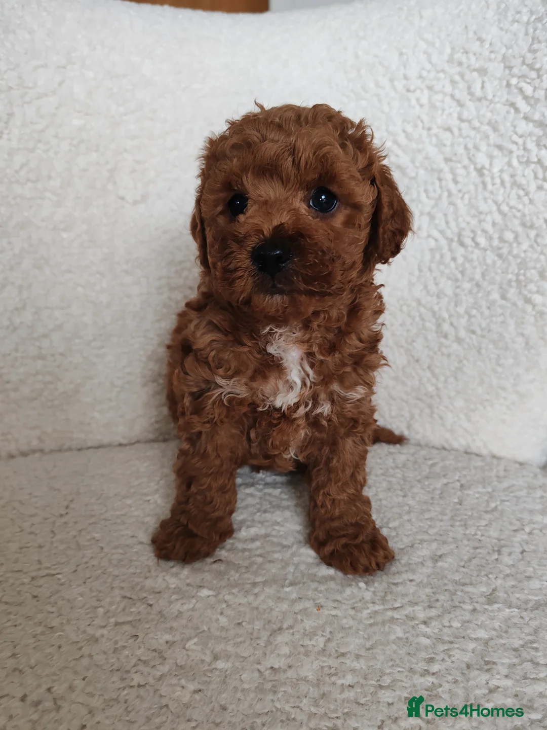Maltipoo dogs for sale: Toy Maltipoo puppies born 14/02/26 - Advert 2