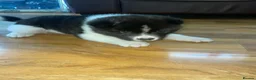 Akita dogs for sale: Stunning Akita (male) - Advert 2