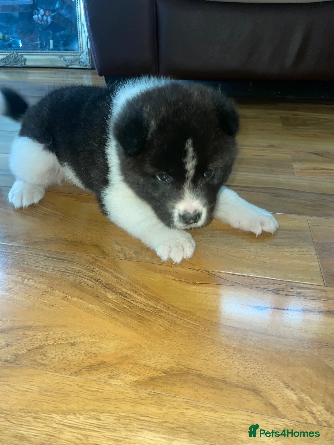 Akita dogs for sale: Stunning Akita (male) - Advert 2