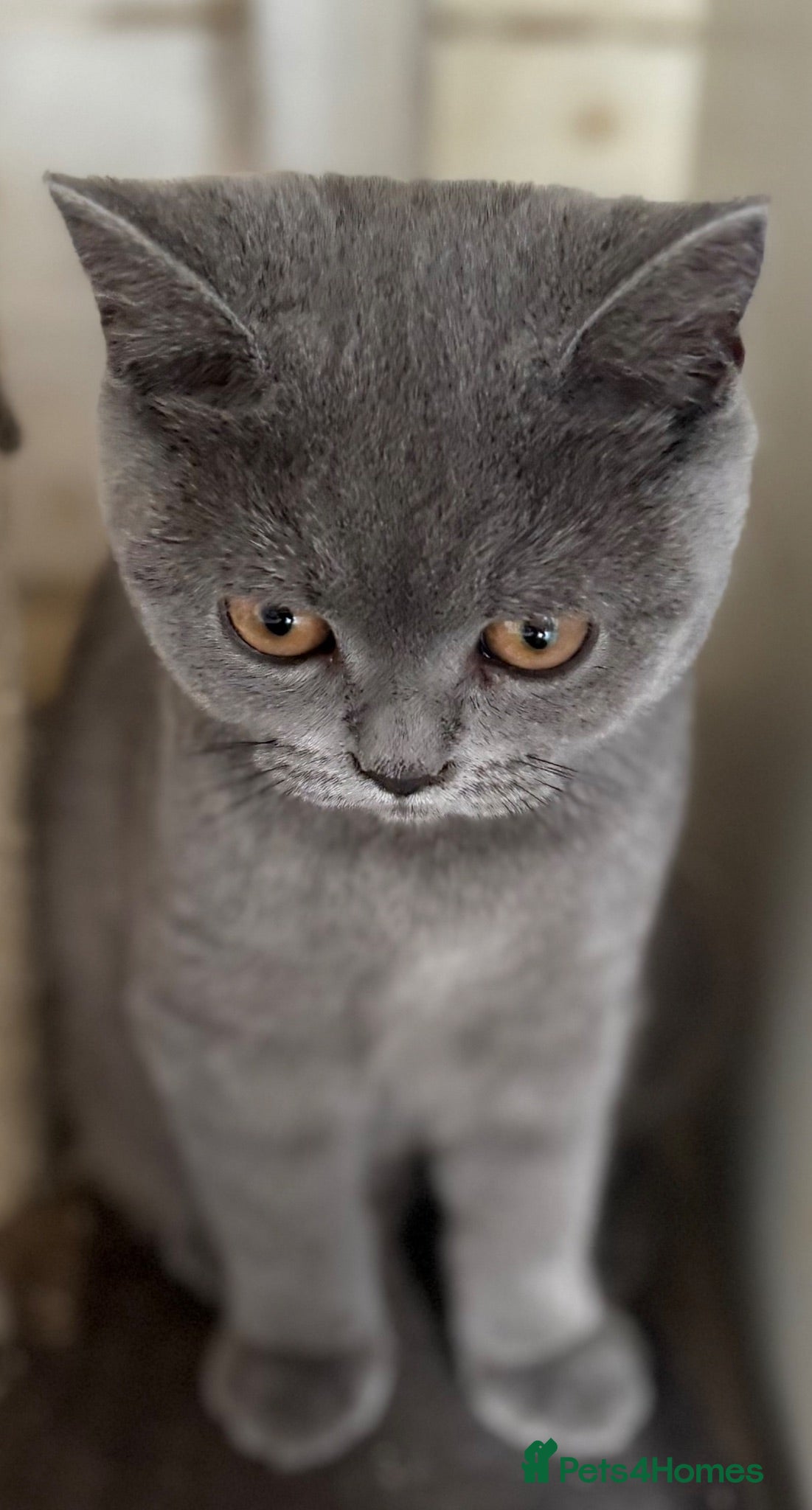 British Shorthair cats last 3 girls*TICA reg. British shorthair kittens - Advert 2