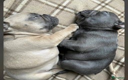 French Bulldog dogs for sale: 💔 Looking for a New Home - Image 3