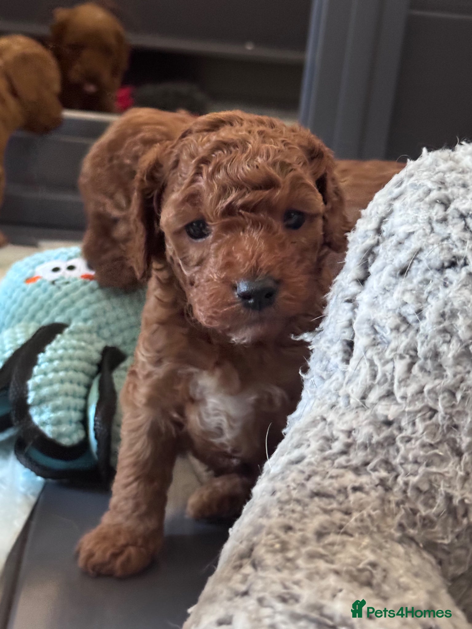 Cavapoo dogs Exceptional Pups Raised by a Professional Trainer. - Advert 1