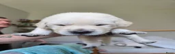 Goldador dogs for sale: Beautiful Goldador puppies  in Castle Douglas - Advert 6