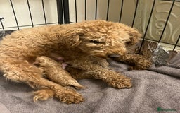 Miniature Poodle dogs for sale: three beautiful miniature poodles🤍🤍 - Advert 1