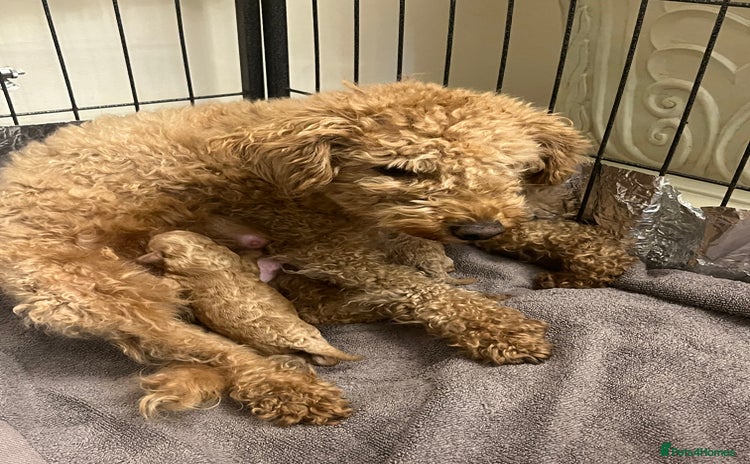 Miniature Poodle dogs three beautiful miniature poodles🤍🤍 - Advert 3