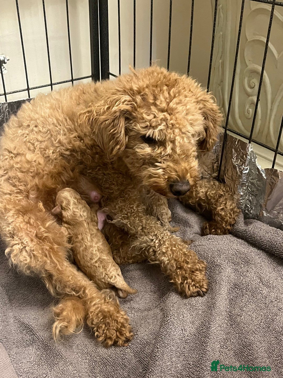 Miniature Poodle dogs for sale: three beautiful miniature poodles🤍🤍 - Advert 1