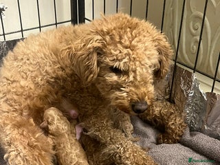 Miniature Poodle dogs three beautiful miniature poodles🤍🤍 - Advert 5