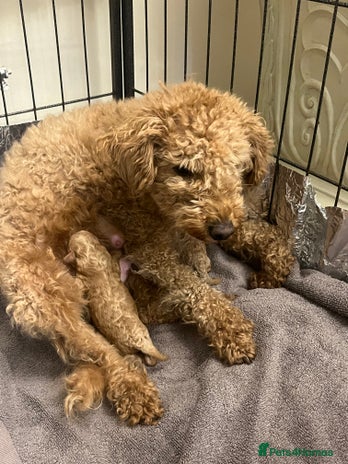 Miniature Poodle dogs three beautiful miniature poodles🤍🤍 - Advert 2