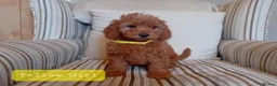 Mini Goldendoodle dogs for sale: Stunning Goldendoodle Puppies - Advert 5