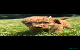 Toy Poodle dogs for sale: Miniature toy poodles - Image 8