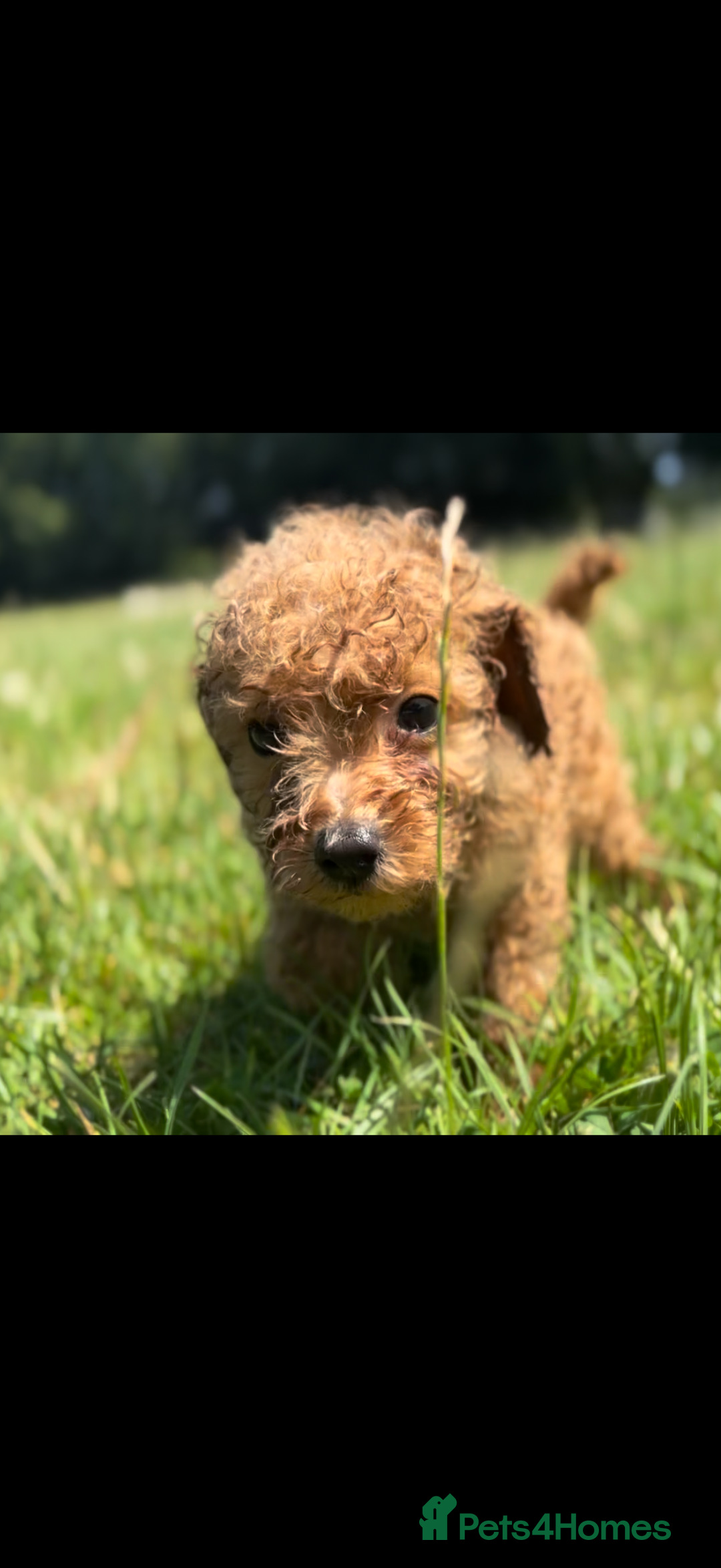 Toy Poodle dogs for sale: Miniature toy poodles - Image 8
