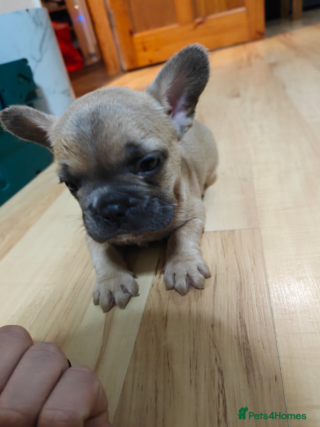 French Bulldog dogs for sale: Unique and Beautiful French bulldogs puppies  - Image 16