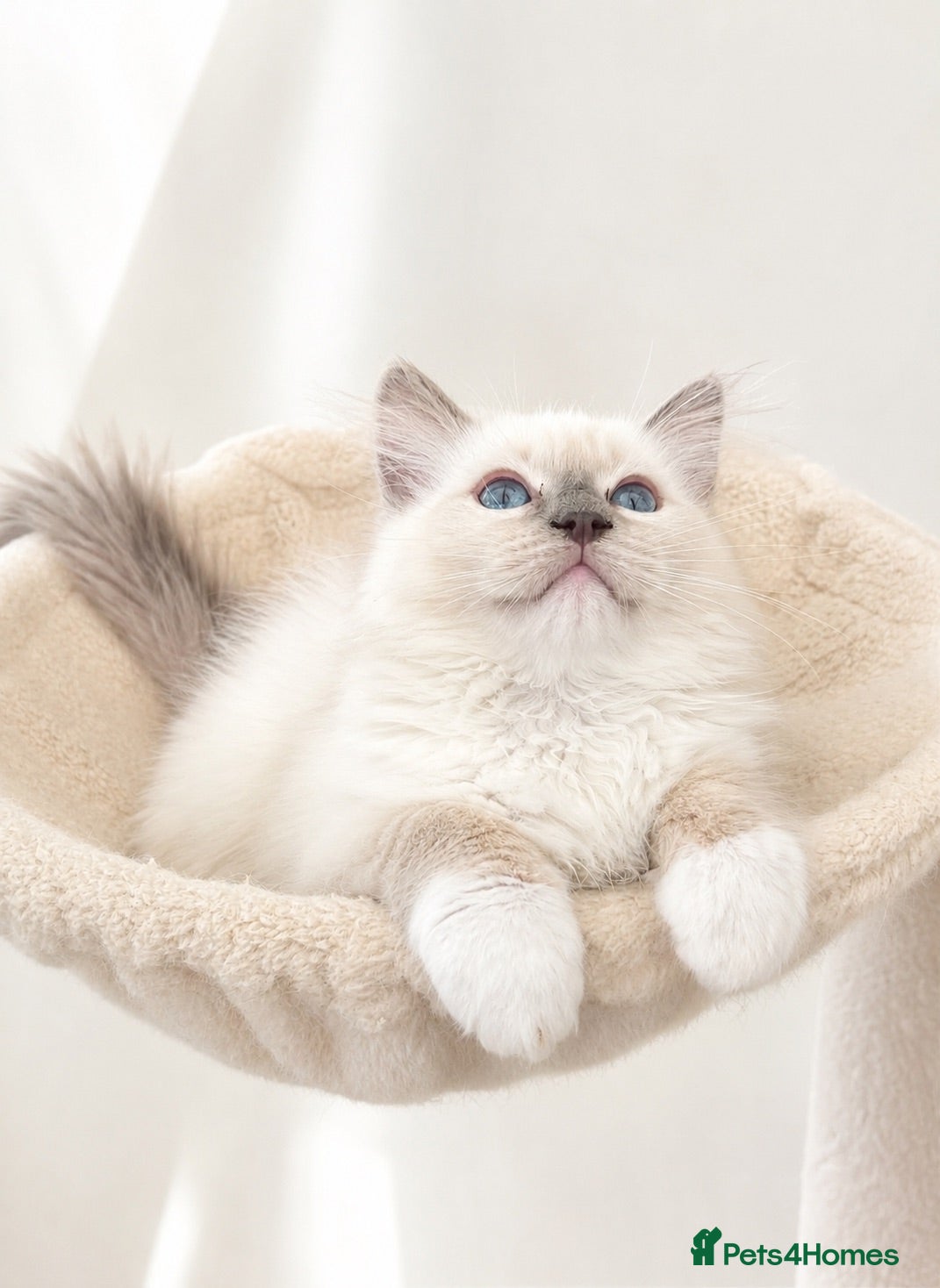 Ragdoll cats Stunning GCCF reg kittens available to 5* homes.  - Advert 2