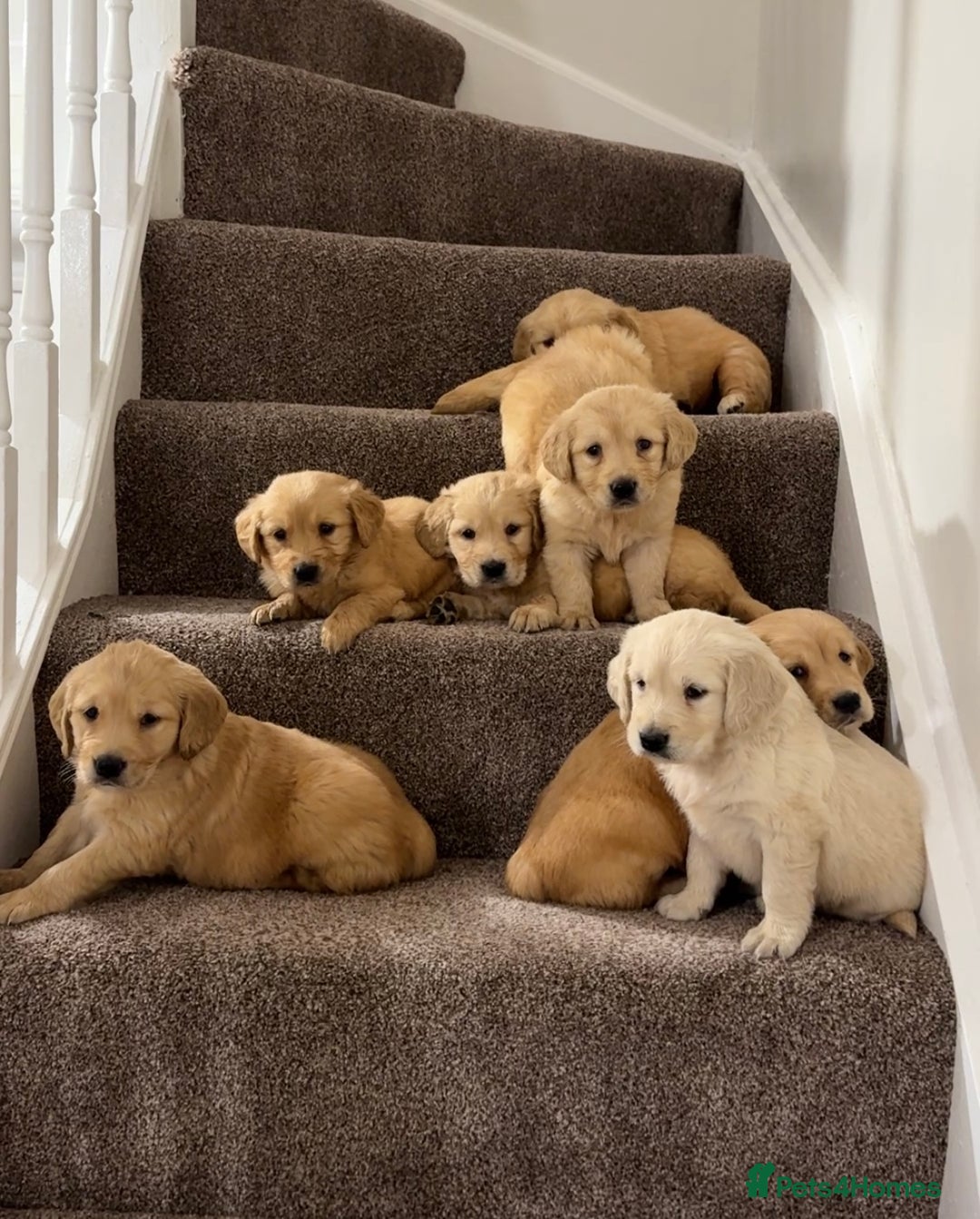 Golden Retriever dogs for sale: PEDIGREE HEALTH TESTED GOLDEN RETRIVER PUPPIES KC - Image 14
