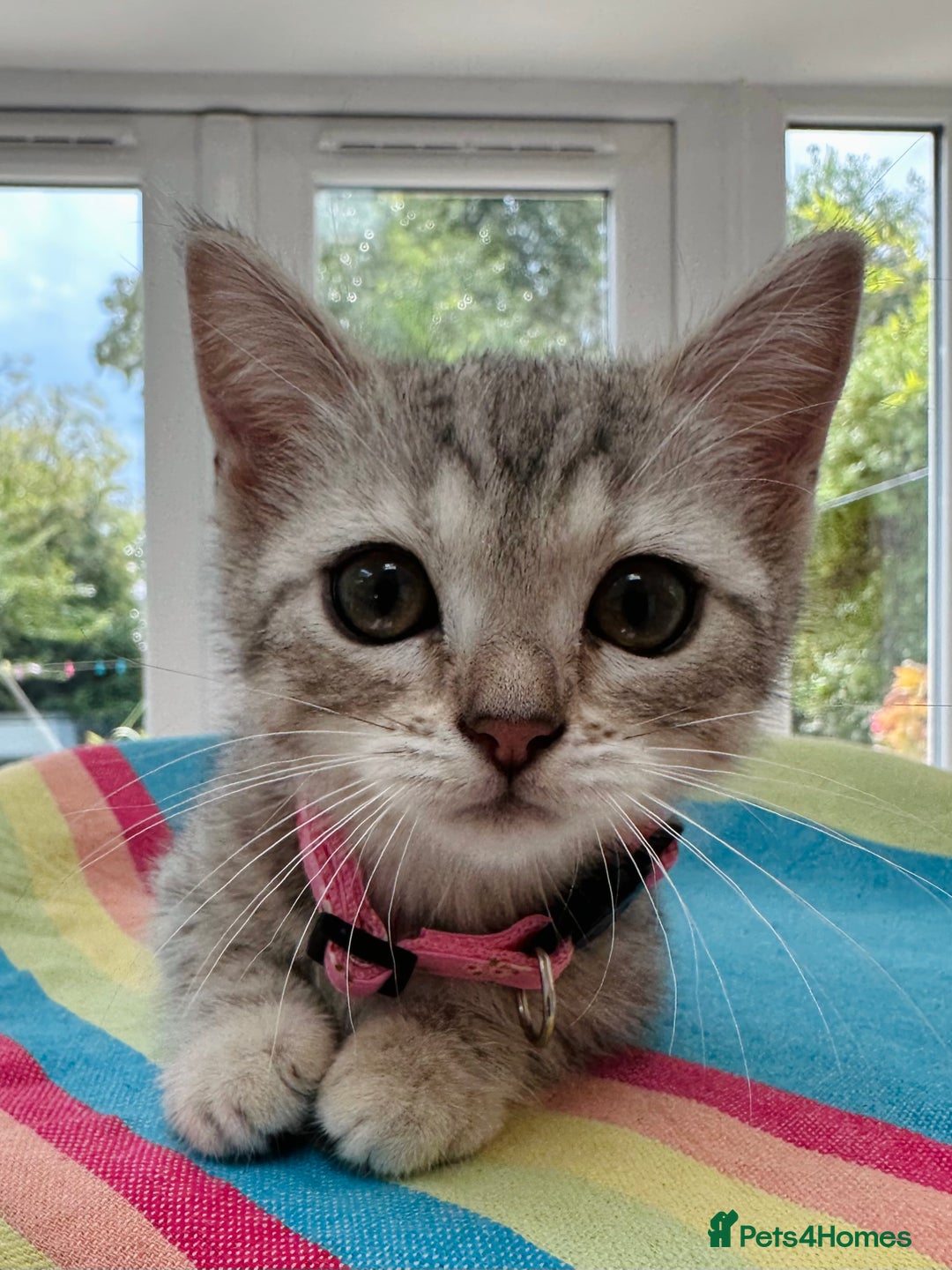 British Shorthair cats for sale: Stunning BSH Silver Female Grey Stripe Kittens - Image 15