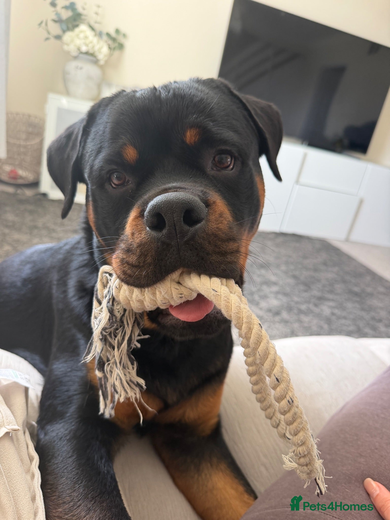 Rottweiler dogs Ronnie  - Advert 1