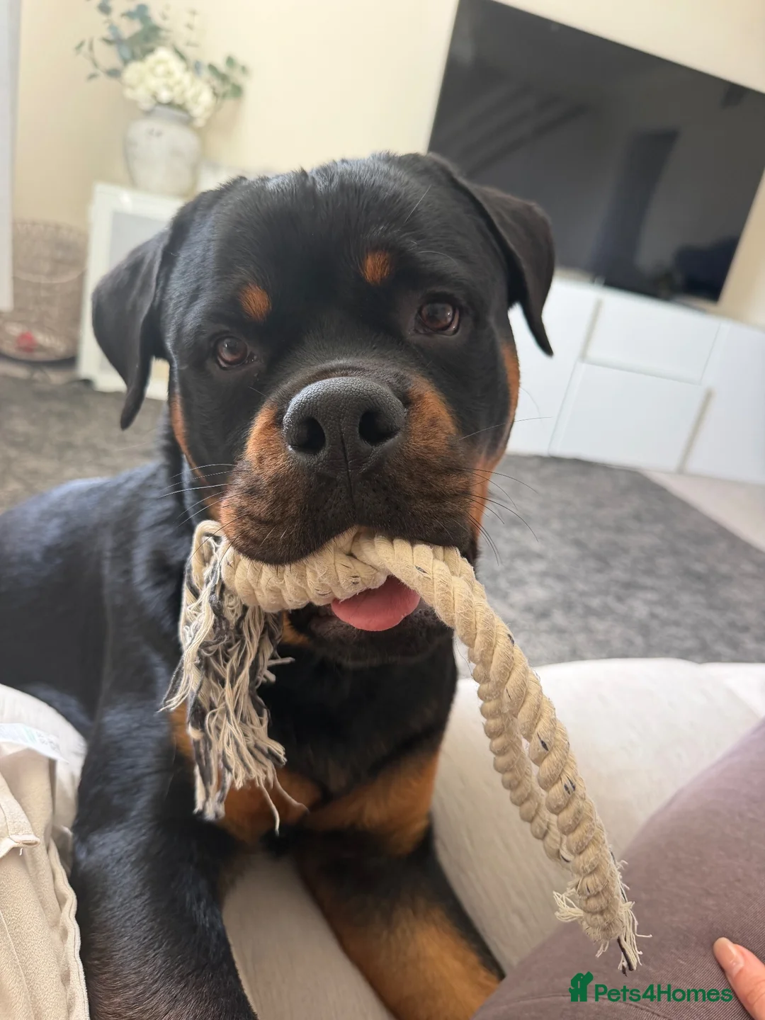 Rottweiler dogs for sale: Ronnie  - Advert 1