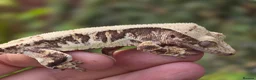 Gecko reptiles for sale: Various crested geckos - Advert 1