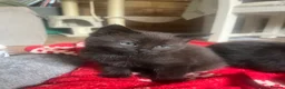Mixed Breed cats for sale: 2 x black females left for sale  - Advert 4