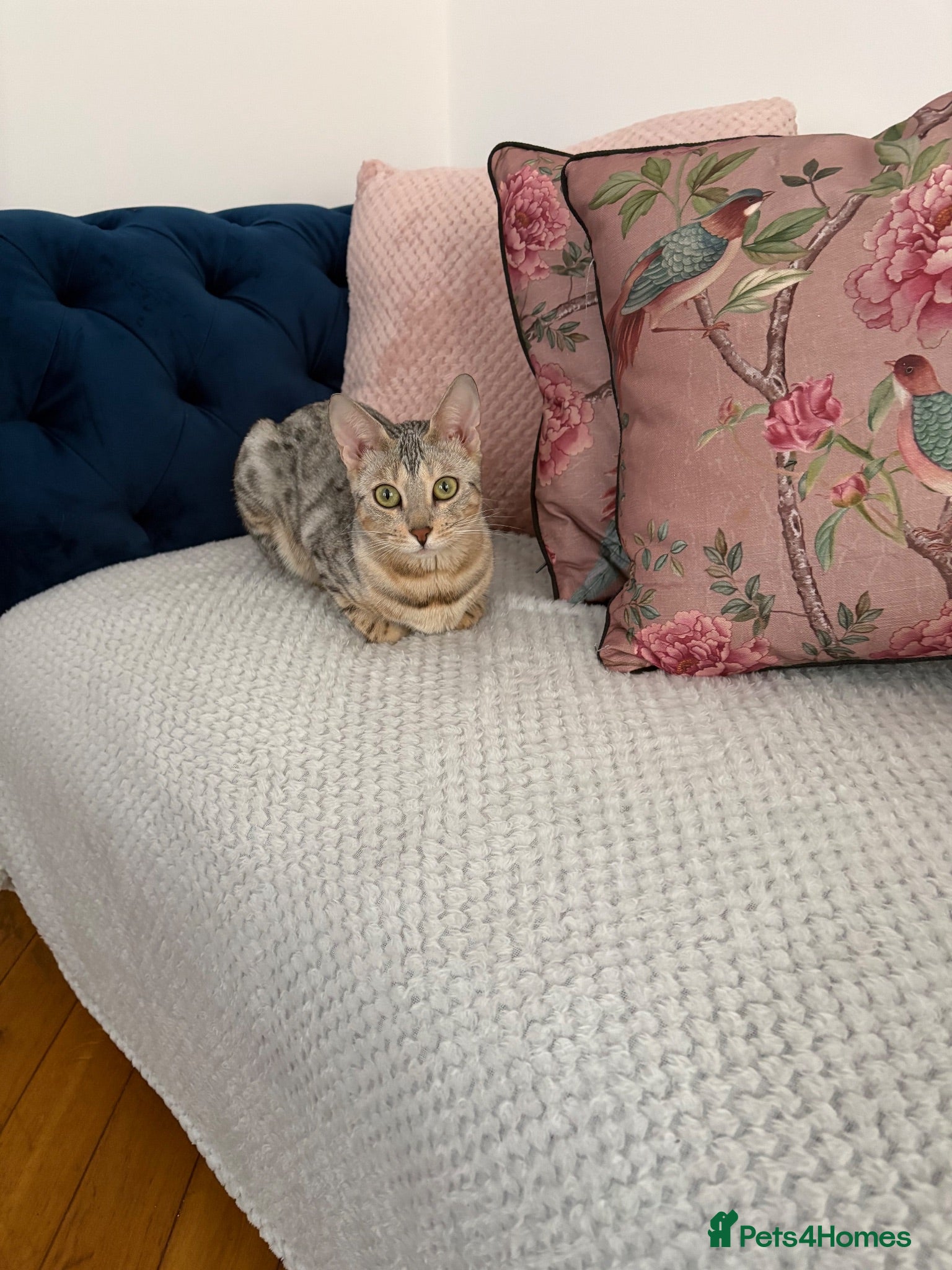 Bengal cats Lovely silver Bengal girl almost  2 years old  - Advert 3