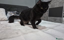 Maine Coon cats for sale: Stunning litter of maine coon kittens  - Advert 22