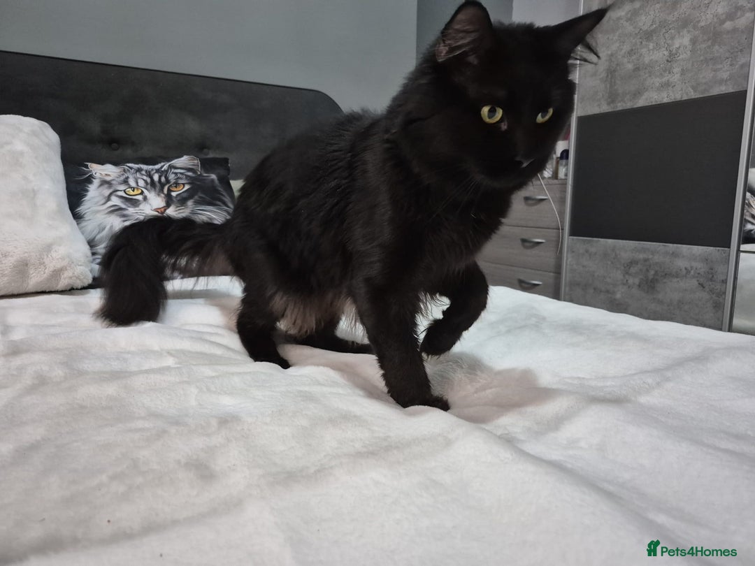 Maine Coon cats for sale: Stunning litter of maine coon kittens  - Advert 22