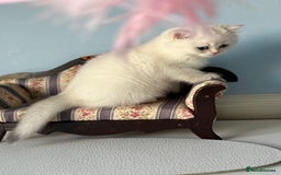 British Shorthair cats for sale: 🌟Adorable Pure BSH 5 kittens 🌟 - Image 14