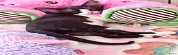Devon Rex cats for sale: Beautiful Devon Rex kittens ❤️❤️❤️ - Advert 10