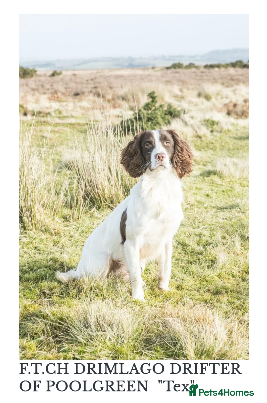 English Springer Spaniel dogs for sale: Stunning KC Reg ESS puppies with FTCH sire. - Advert 2