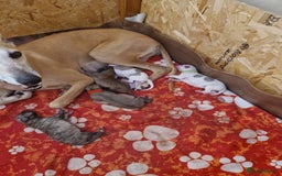 Whippet dogs for sale: KC Registered Whippet Pups - 2 girls left - Image 2