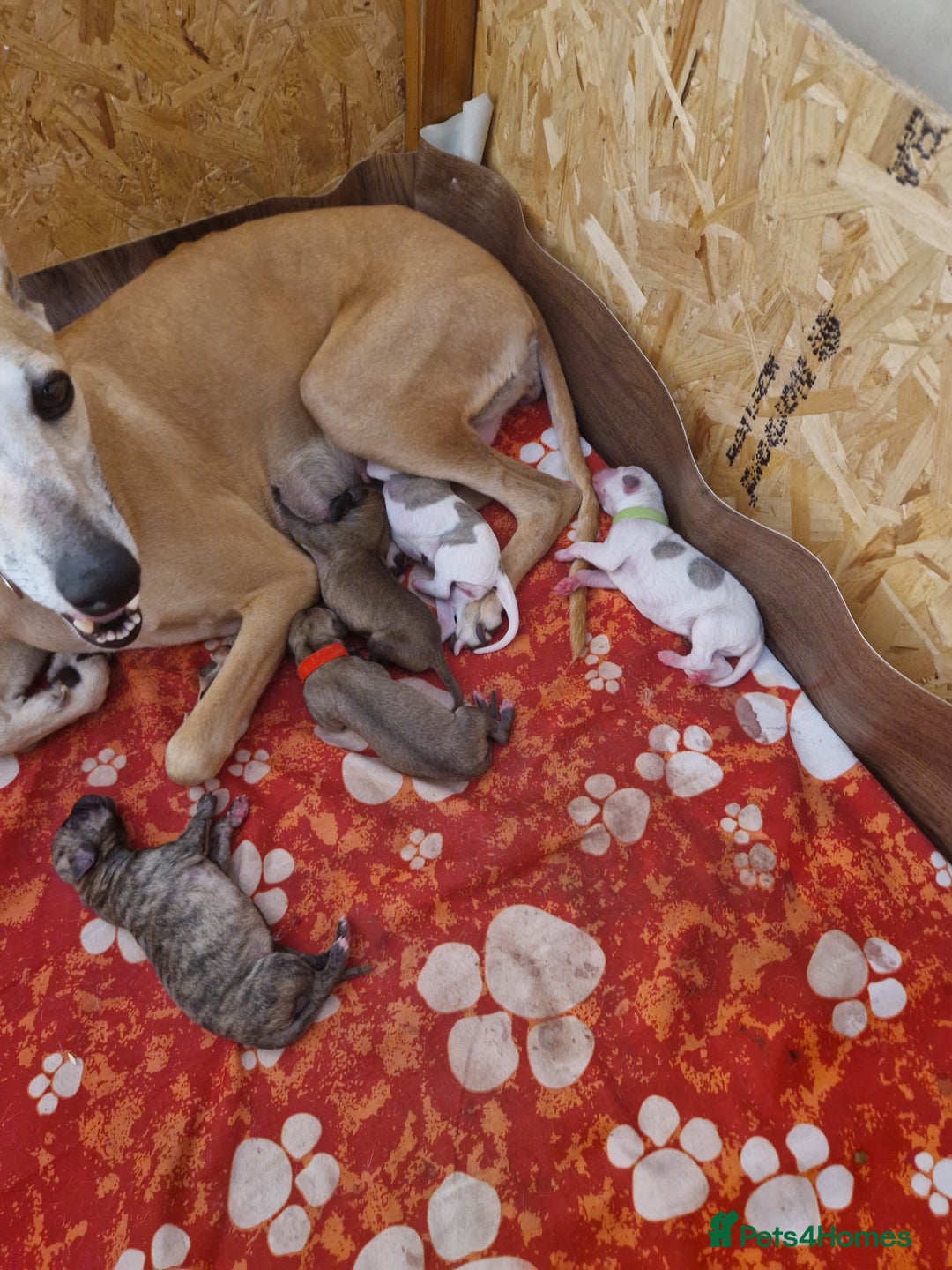 Whippet dogs for sale: KC Registered Whippet Pups - 2 girls left - Image 2