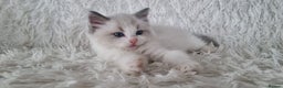 Ragdoll cats for sale: 💕BEAUTIFUL TICA REGISTERED RAGDOLLS KITTENS💕  - Advert 17