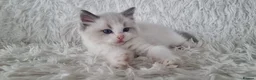Ragdoll cats for sale: 💕BEAUTIFUL TICA REGISTERED RAGDOLLS KITTENS💕  - Advert 15