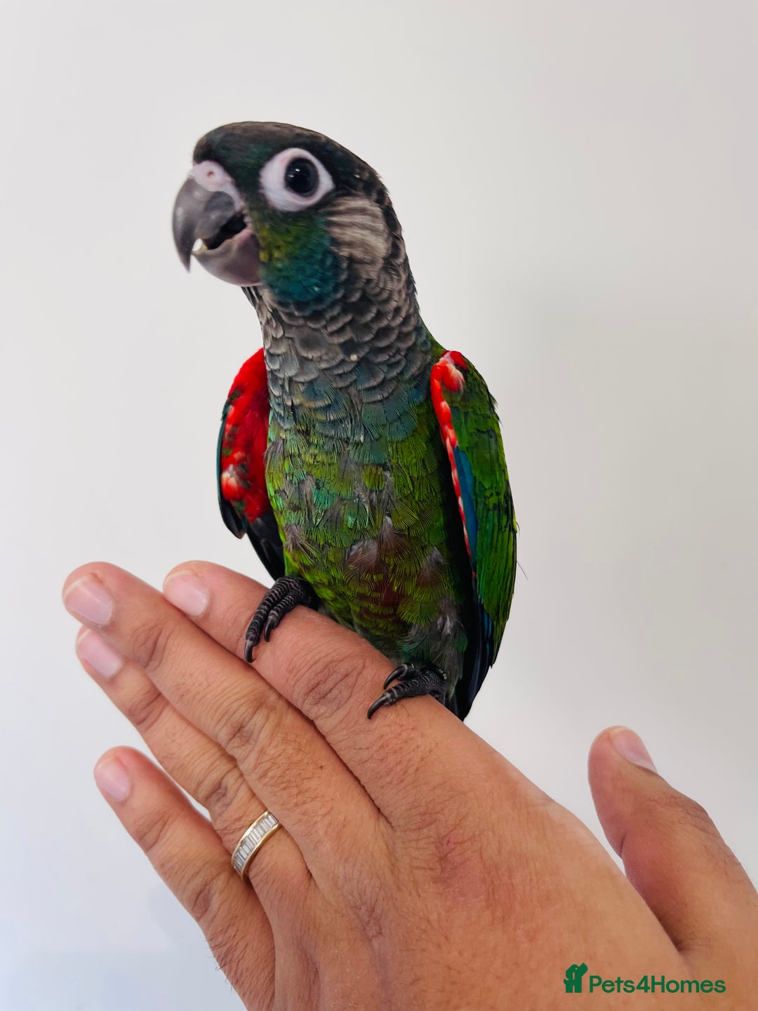Conures birds for sale: Hand reared conures for sale  - Advert 18