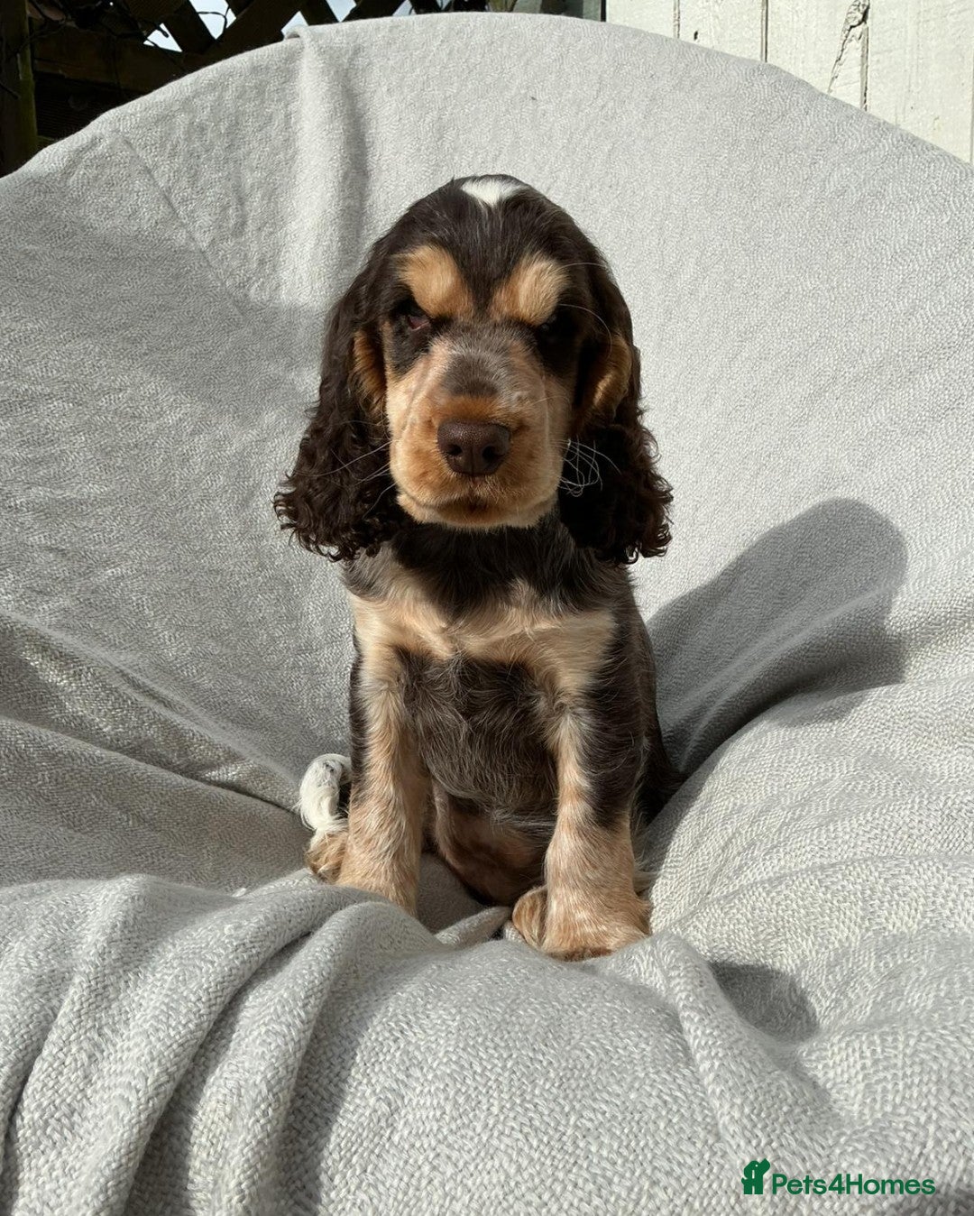 Cocker Spaniel dogs Beautiful HHT clear little show cocker girl - Advert 2