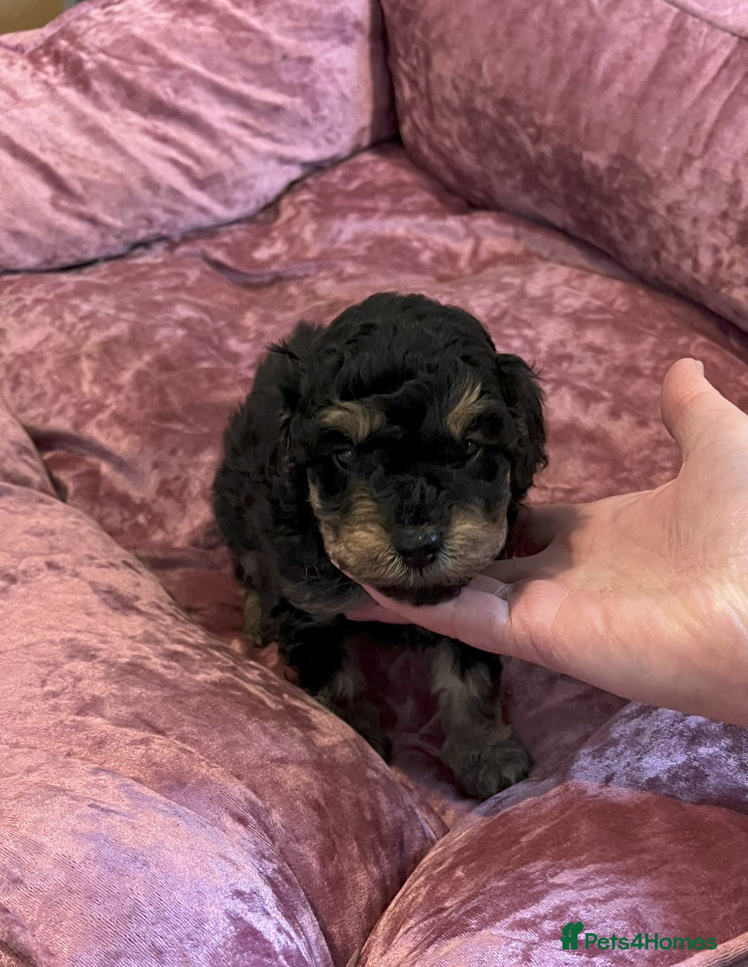 Toy Poodle dogs for sale: Gorgeous Toy Poodle Puppies - Advert 11