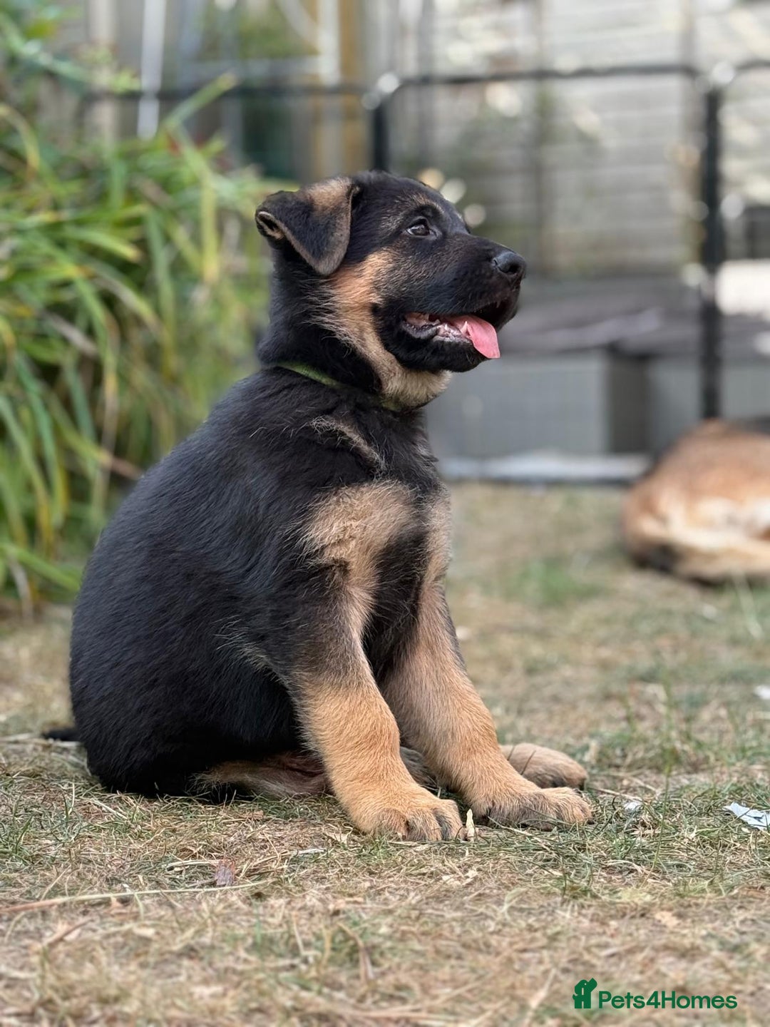 German Shepherd dogs for sale: German shepherd puppies for sale - Image 3