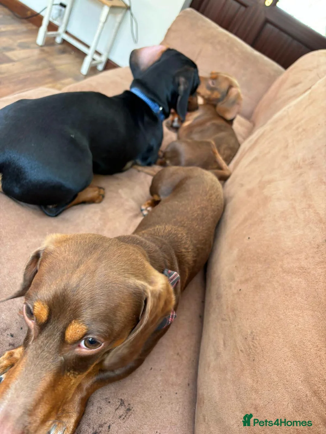 Mixed Breed dogs for adoption: 💙🐶 FRANKIE – ANOTHER CHANCE FOR A LITTLE SAUSAGE in Derby - Advert 23