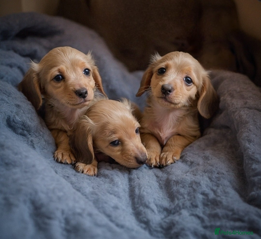 Miniature Dachshund dogs for stud: Beautiful Cream Long Hair for stud in Motherwell - Image 6