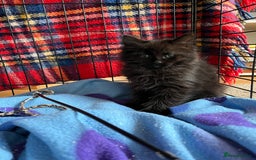 Mixed Breed cats for sale: Last of litter looking for a home - Image 4