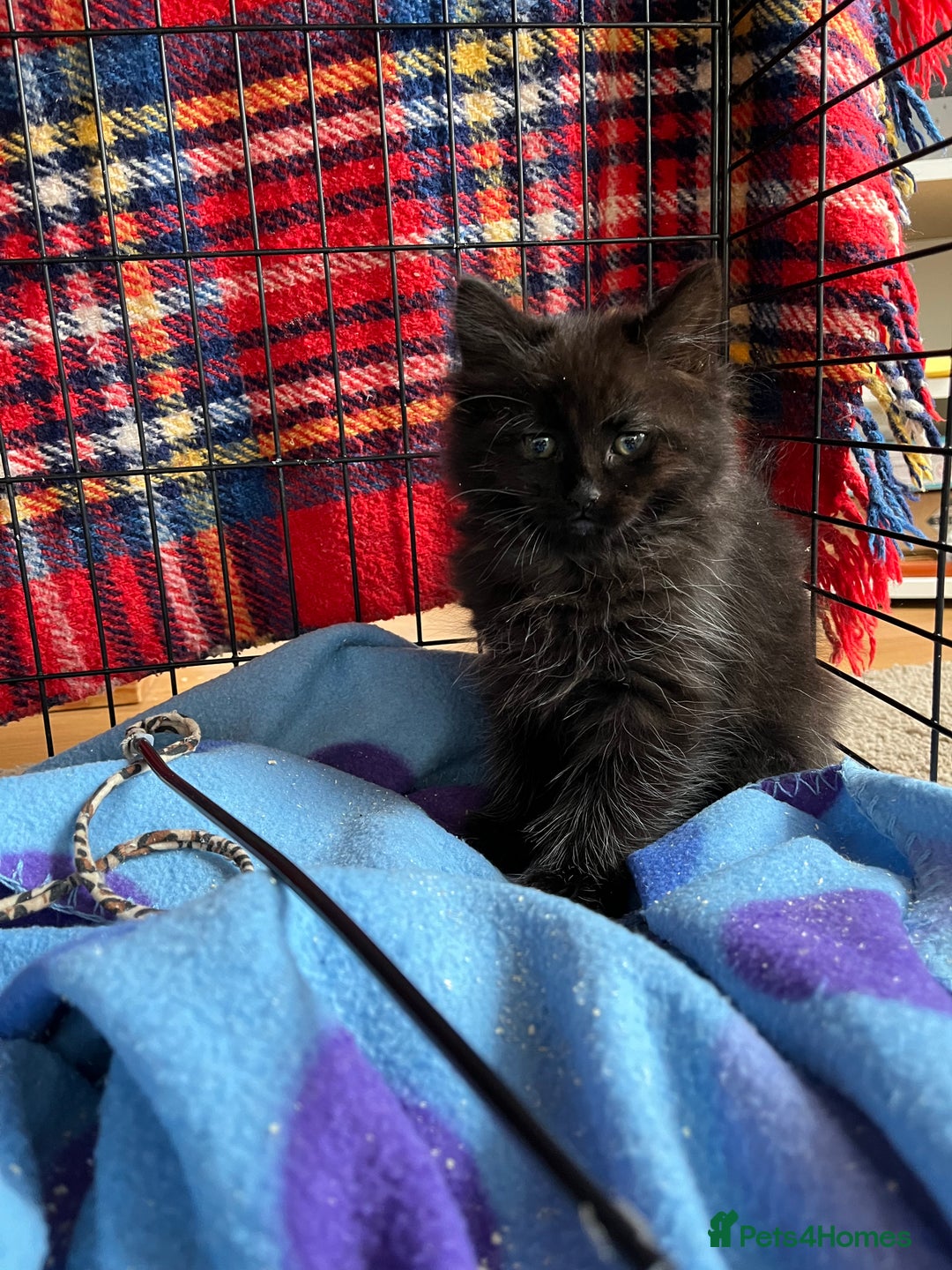 Mixed Breed cats for sale: Last of litter looking for a home - Image 4