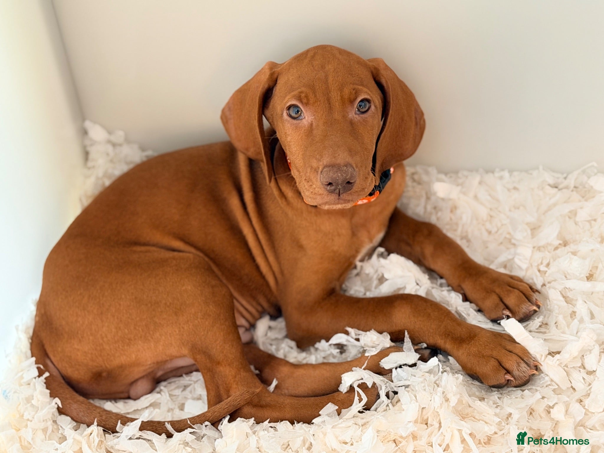Hungarian Vizsla dogs Premium Male Hungarian Vizsla Puppies ONLY 1  - Advert 1