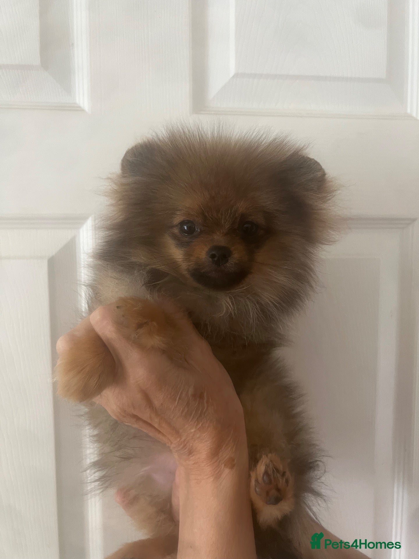 Pomeranian dogs Champion Sired 4 Month Old Puppy Girl - Advert 14
