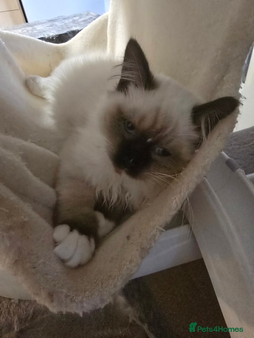 Ragdoll cats for sale: Gccf registered little Queens available 🥰 - Advert 22