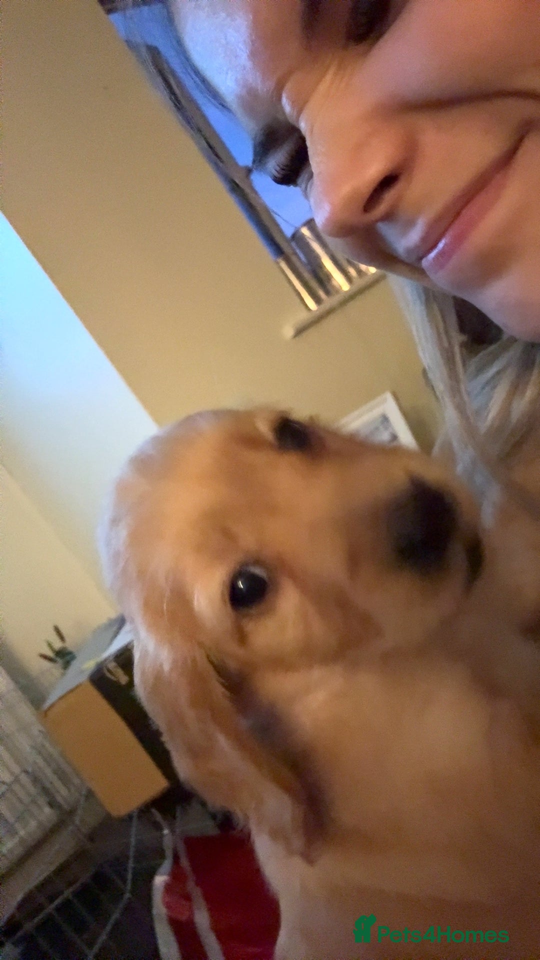 Cocker Spaniel dogs for sale: Cocker spaniel puppies for sale  - Image 9