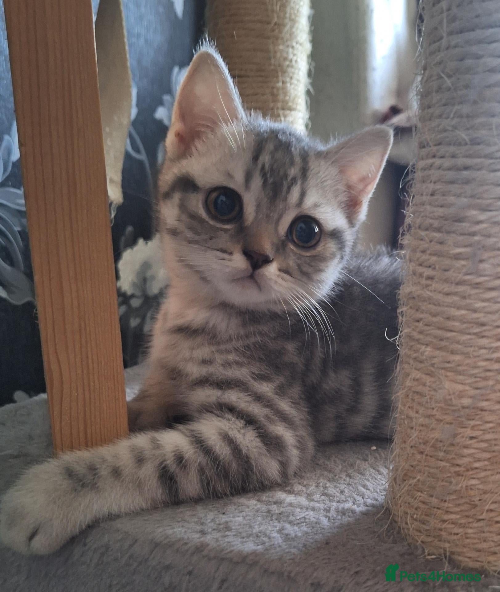 British Shorthair cats Champion blood line BSH kittens for sale - Advert 1