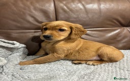 Cocker Spaniel dogs for sale: RED & BLACK COCKER SPANIEL PUPPIES READY NOW 🐶🧡  - Image 11