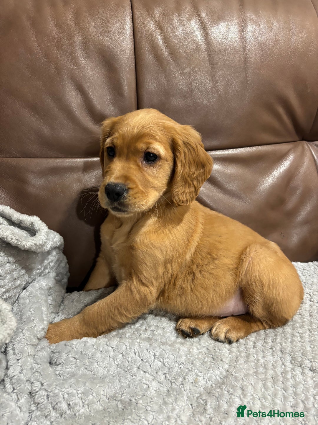 Cocker Spaniel dogs for sale: RED & BLACK COCKER SPANIEL PUPPIES READY NOW 🐶🧡  - Image 11