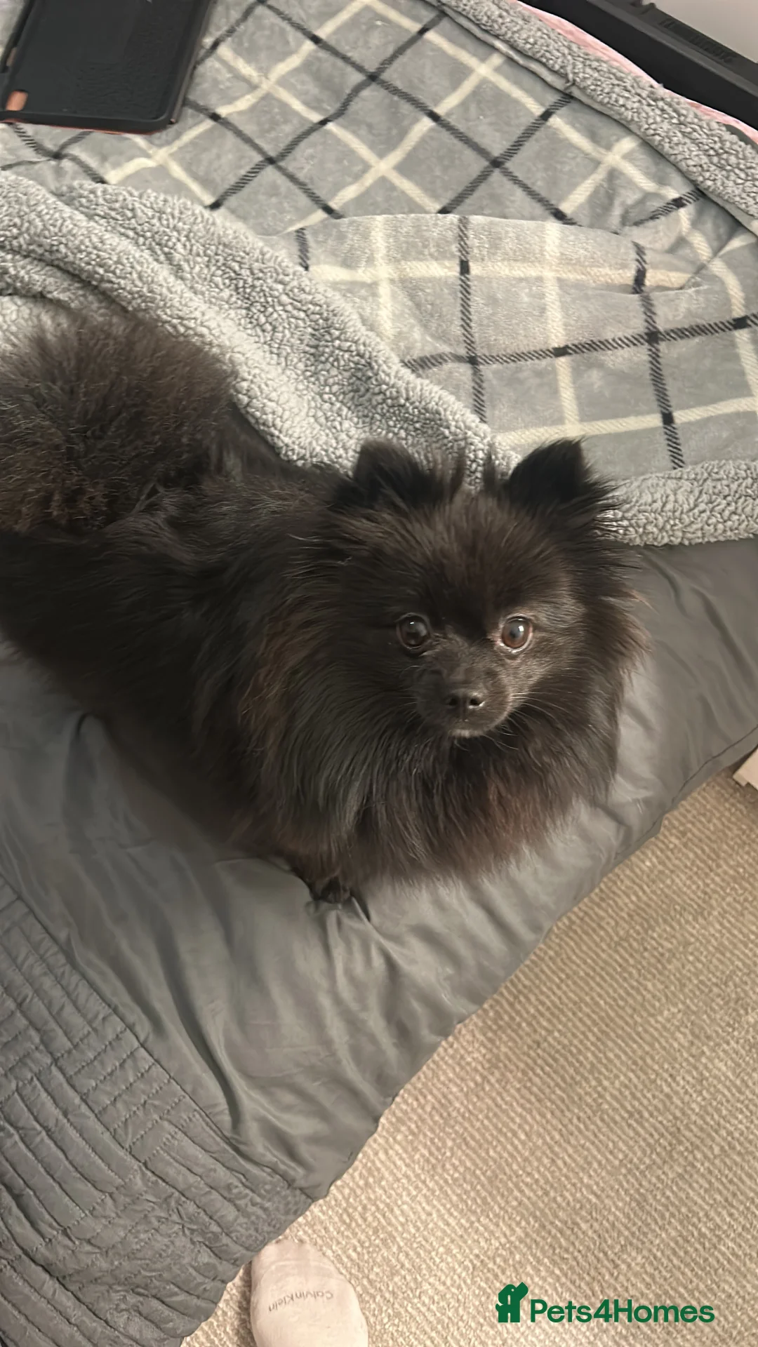 Pomeranian dogs for sale: Beautiful  **  black Pomeranians  - Advert 1